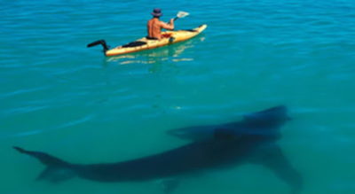 ออสเตรเลียประกาศใช้ “โดรน” ตรวจจับฉลาม