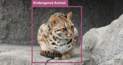 How AI Is Helping Protect Taiwan’s Endangered Leopard Cats